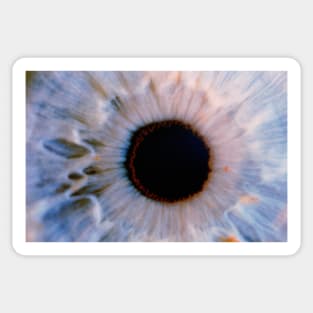 Macrophotograph of the human eye (P420/0333) Sticker